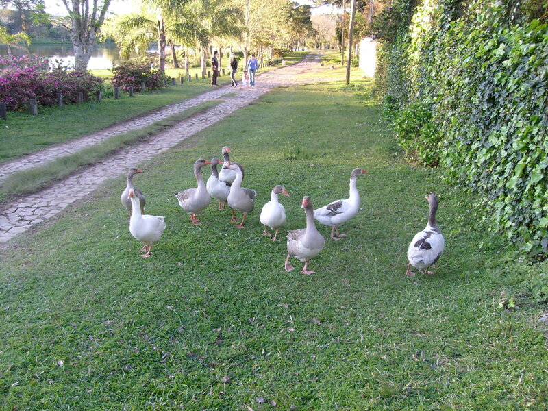 Geese in a park