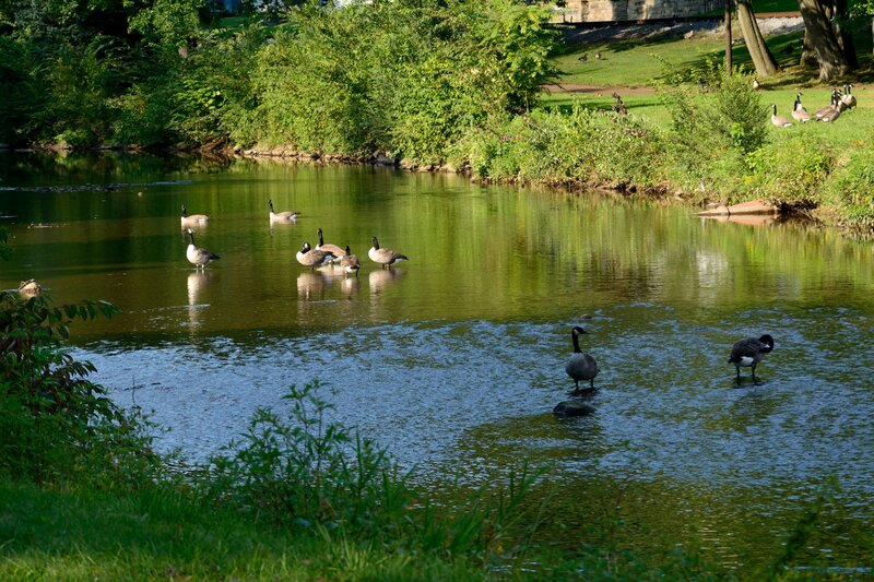 Geese in a Pond — Green, Serene, Afternoon