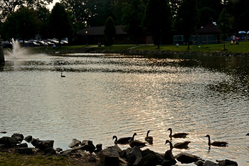 Geese in a Pond — Green, Serene