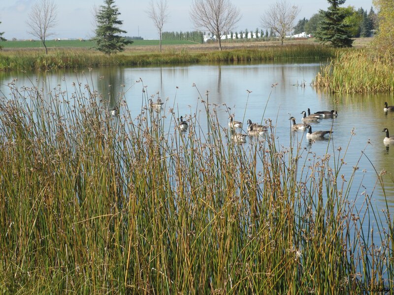Geese in a Pond — Green