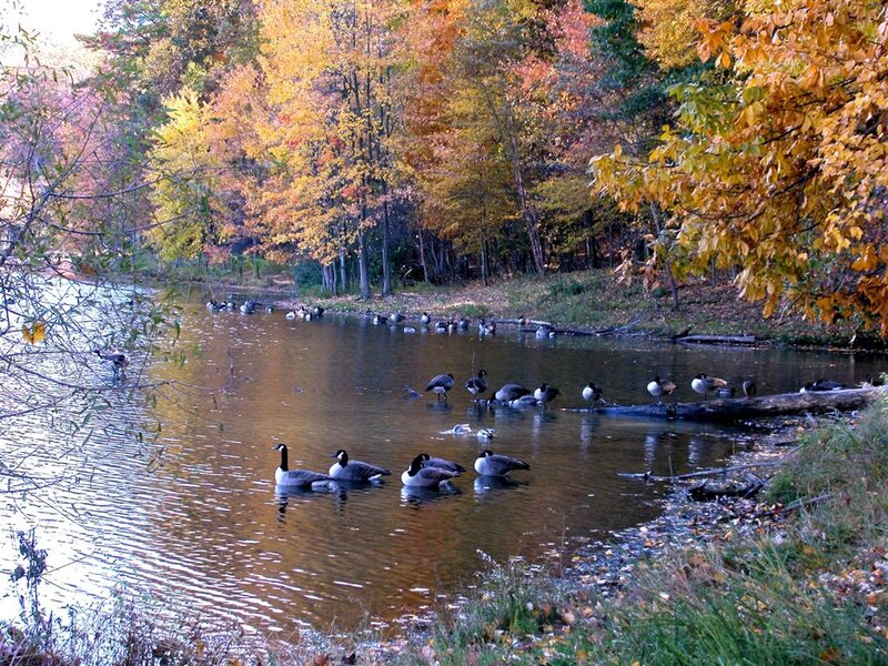 Geese in a Pond — Orange