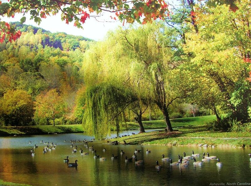 Geese in a Pond