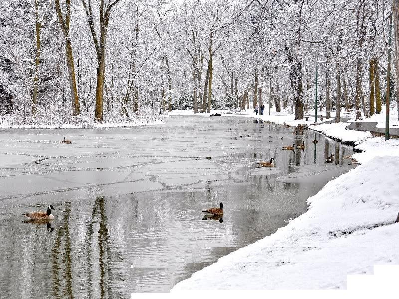 Geese in a Pond — White