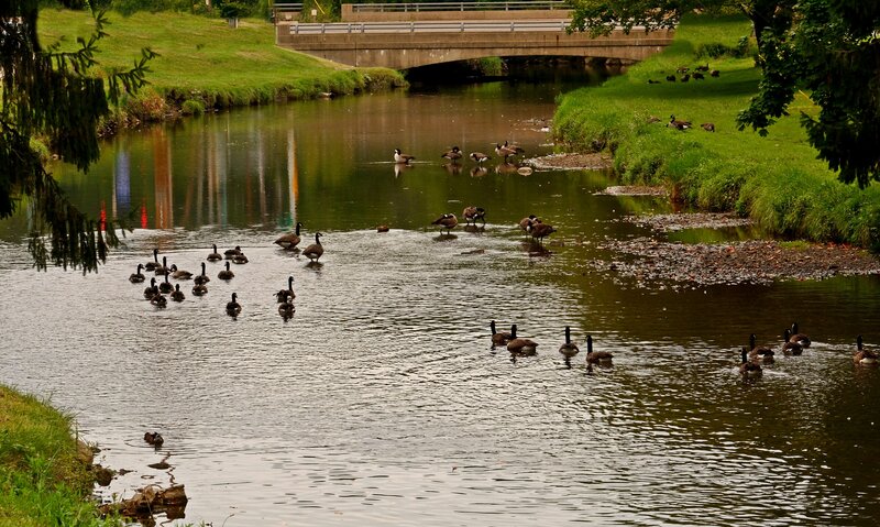 Geese in a River — Green