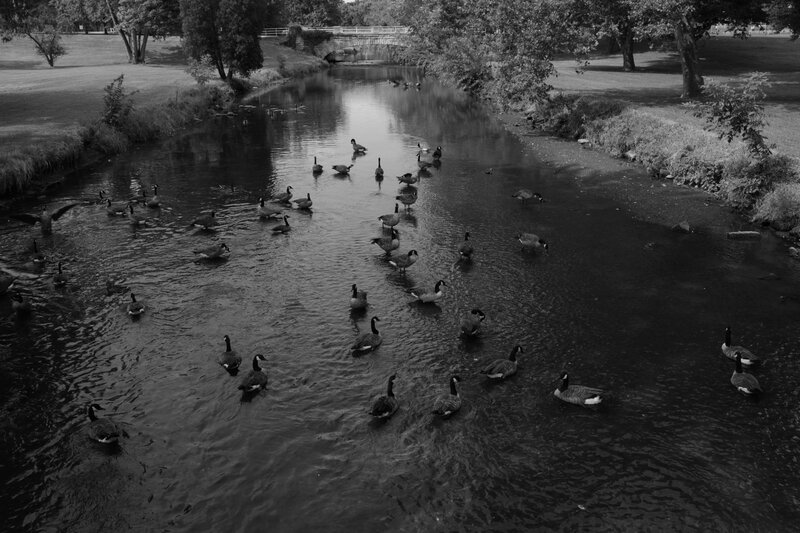 Geese in a River