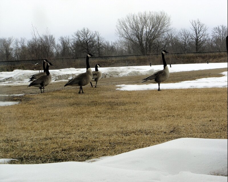 Geese in a snowy field