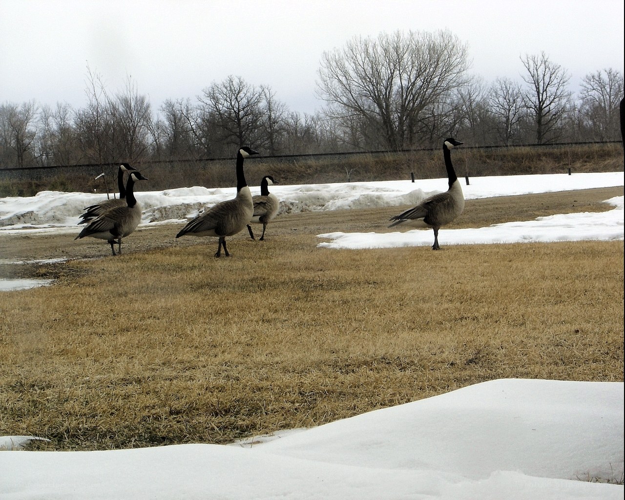 Geese in a snowy field