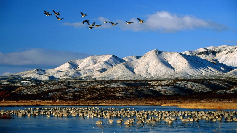 Geese in a snowy landscape