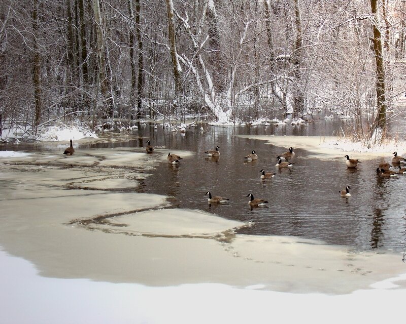 Geese in a snowy river