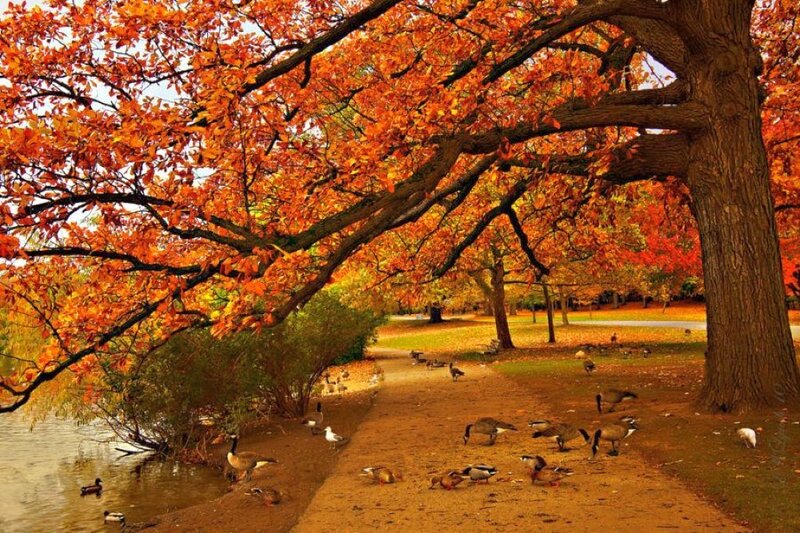 Geese in Autumn Park