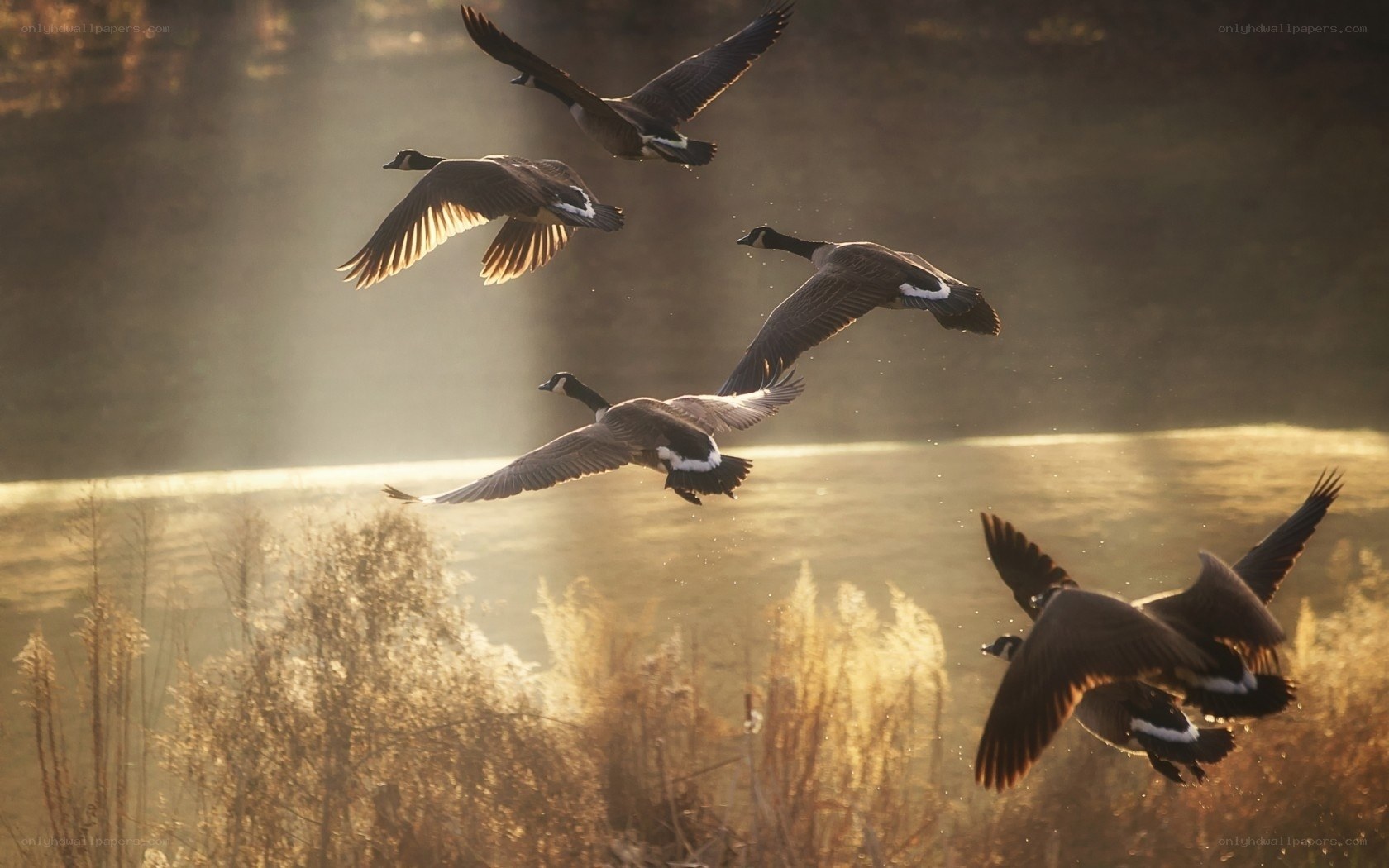 Geese in Flight at Sunset
