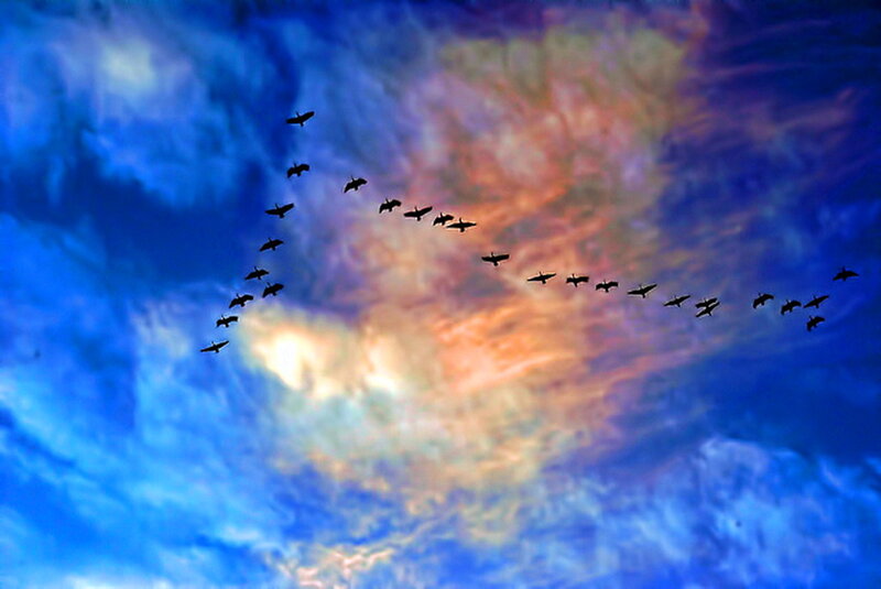 Geese in Flight — Blue, Dramatic