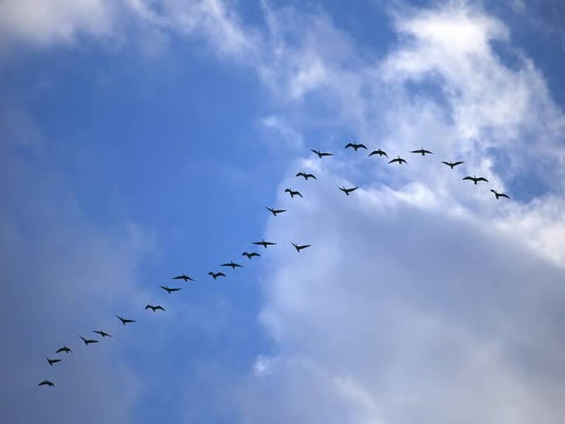 Geese in Flight — Blue, Serene, Morning