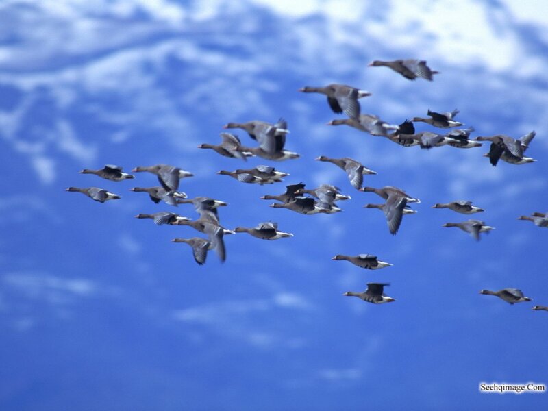 Geese in Flight — Blue, Serene