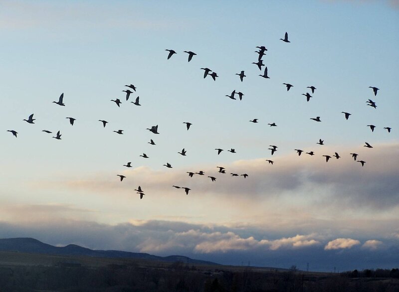 Geese in Flight — Blue