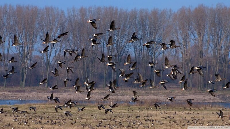 Geese in Flight — Brown, Calm