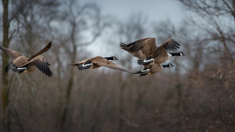 Geese in Flight — Brown, Natural