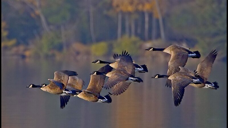 Geese in Flight — Brown, Serene