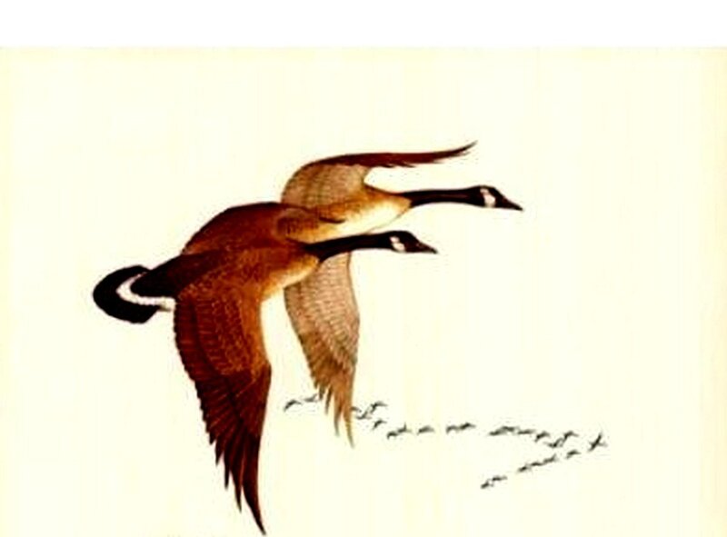 Geese in Flight — Brown