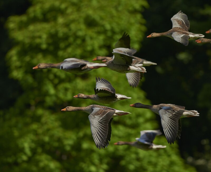 Geese in Flight — Green