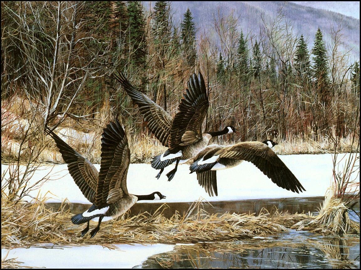 Geese in flight over a river