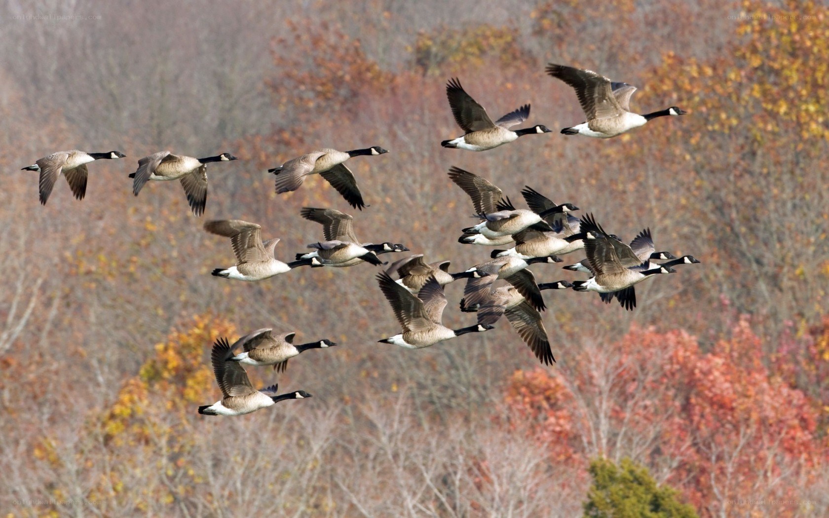 geese in flight over autumn trees