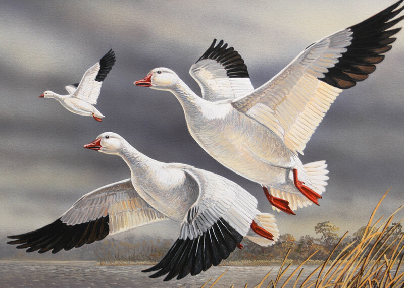 geese in flight over water