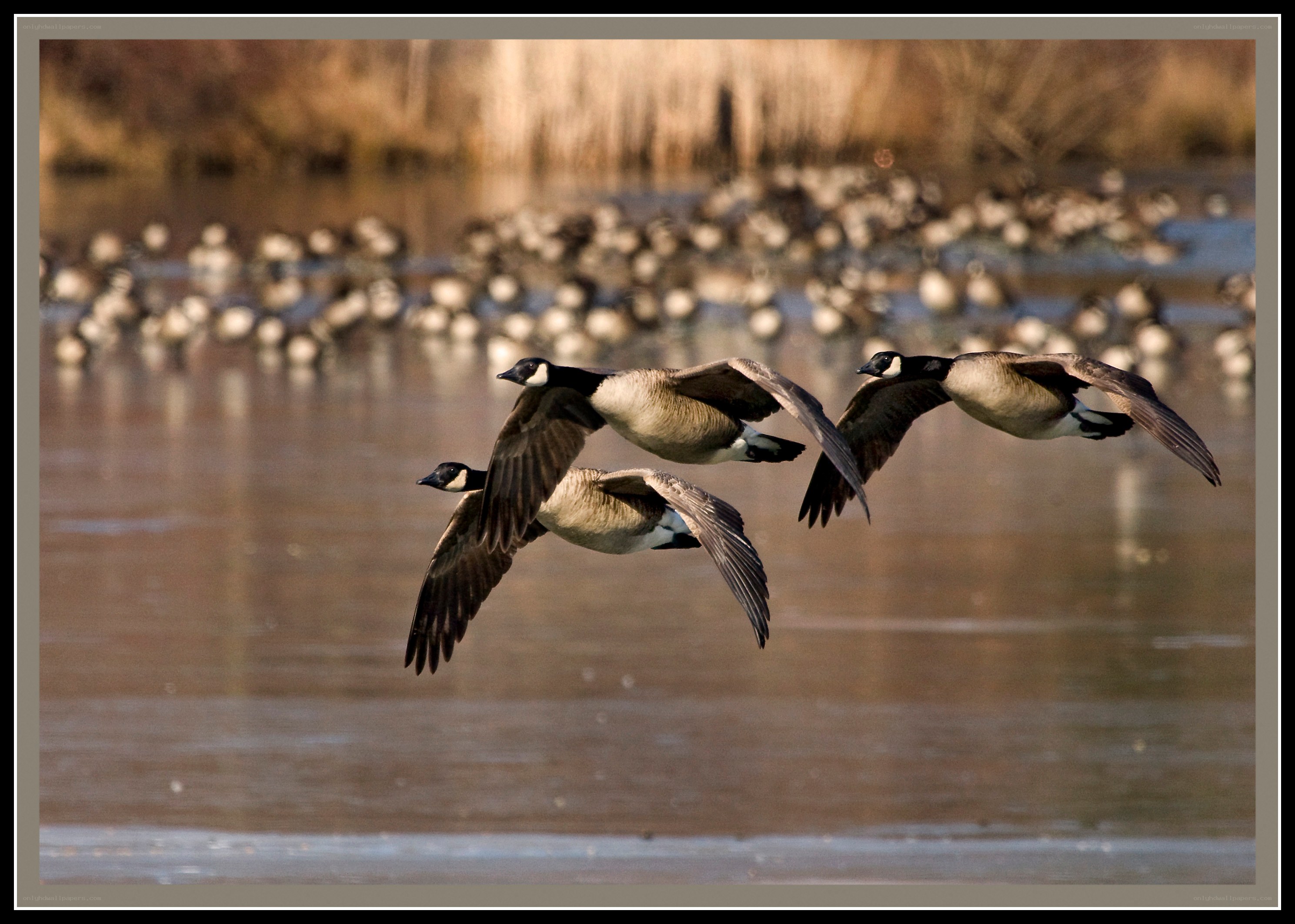 Geese in flight over water