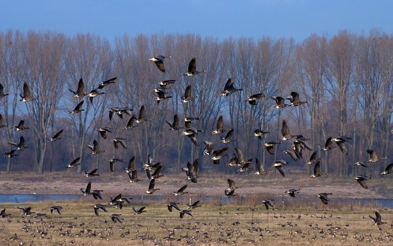 Geese in flight over wetlands