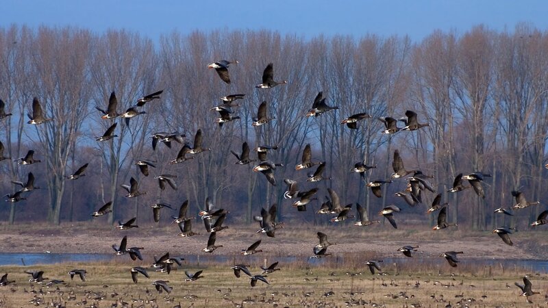 Geese in Flight Over Wetlands