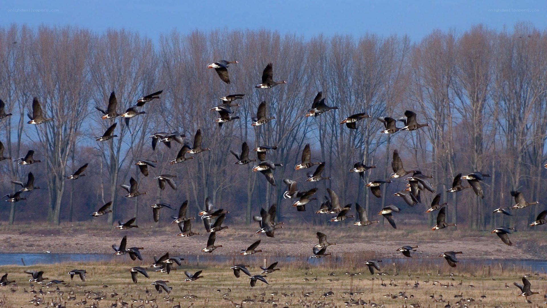 Geese in Flight Over Wetlands