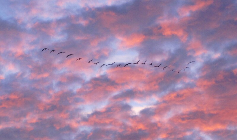 Geese in Flight — Pink