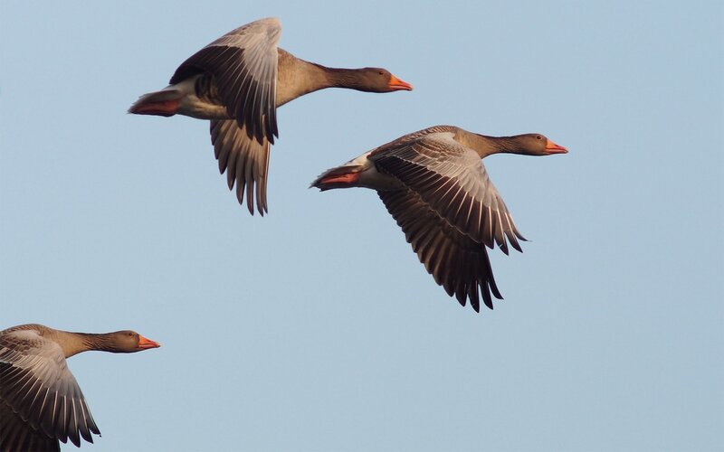 geese in flight