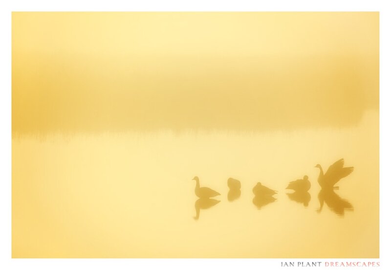 Geese in Fog