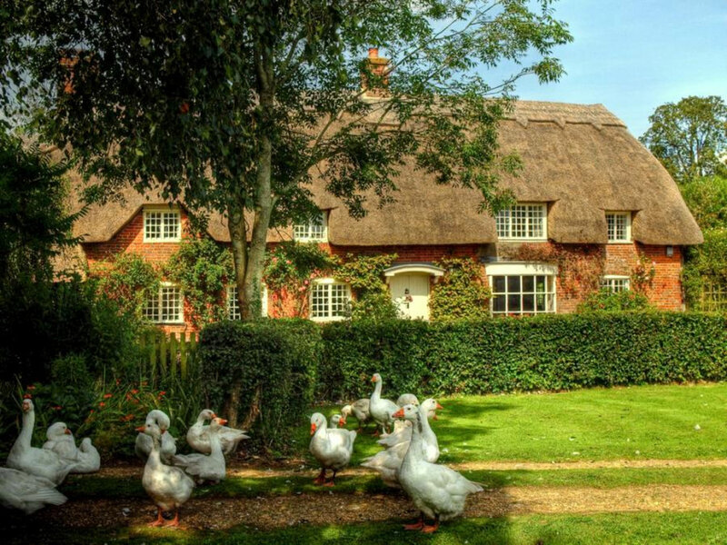 Geese in Front of Cottage