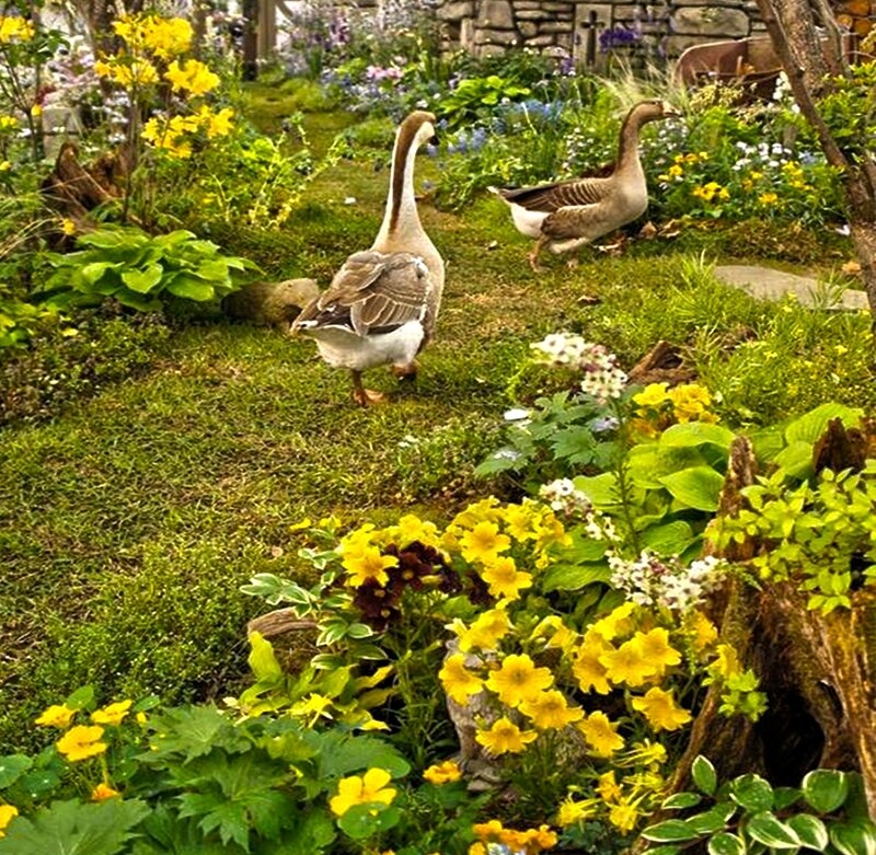 Geese in Garden — Green, Serene