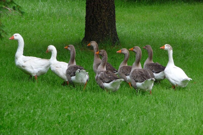 Geese in Grass