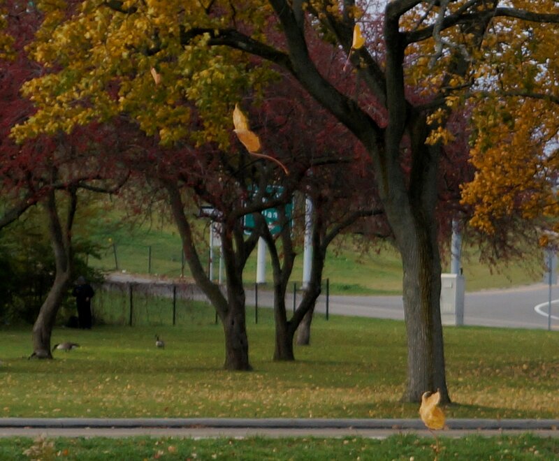 Geese in Park — Green, Calm