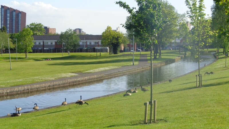 Geese in Park — Green, Serene