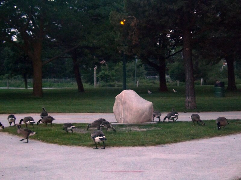 Geese in Park — Green