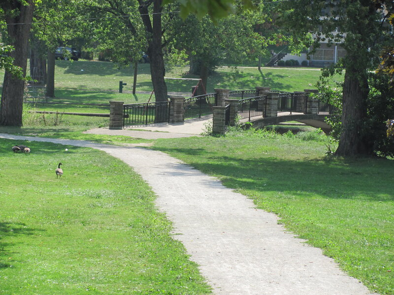 Geese in Park