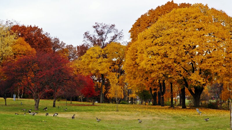 Geese in Park — Yellow
