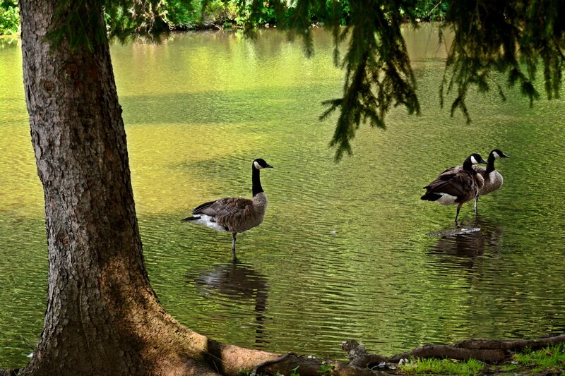 Geese in Pond — Green, Serene