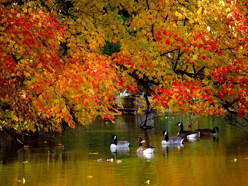 Geese in Pond — Red