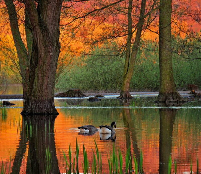 Geese in Pond