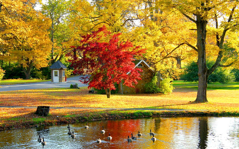 Geese in Pond — Yellow