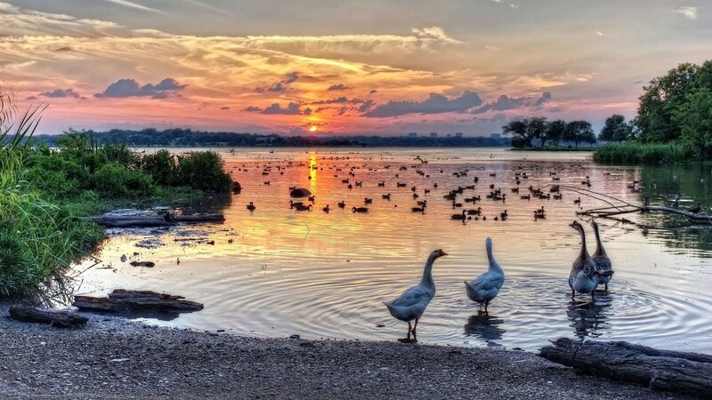 Geese in Shallow Water — Orange