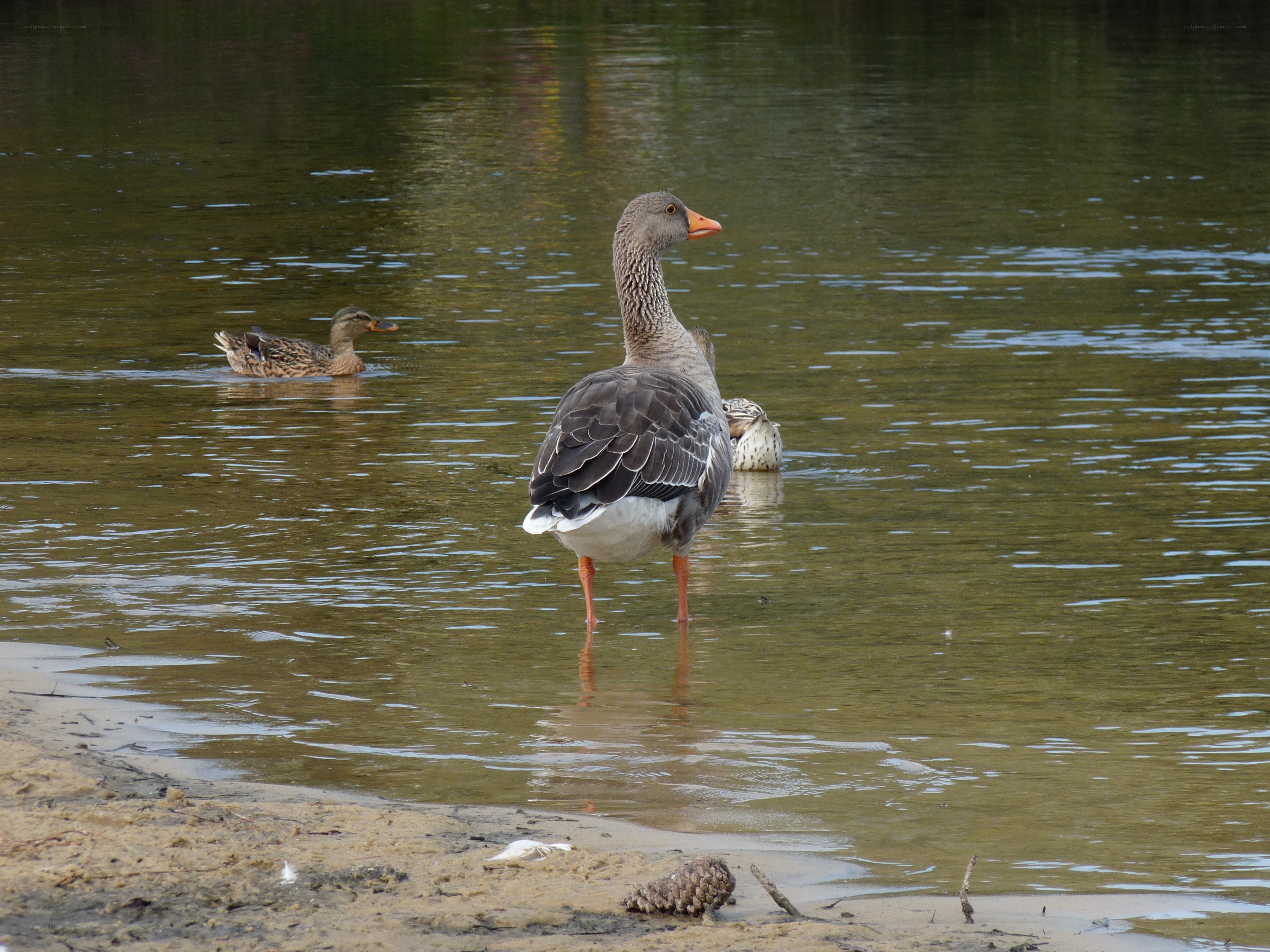 Geese in shallow water