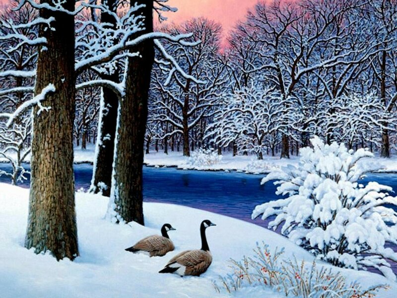 Geese in Snow