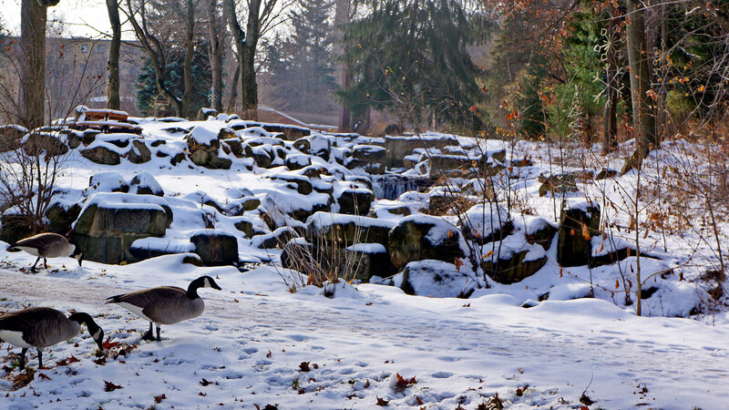 Geese in Snow — White, Calm